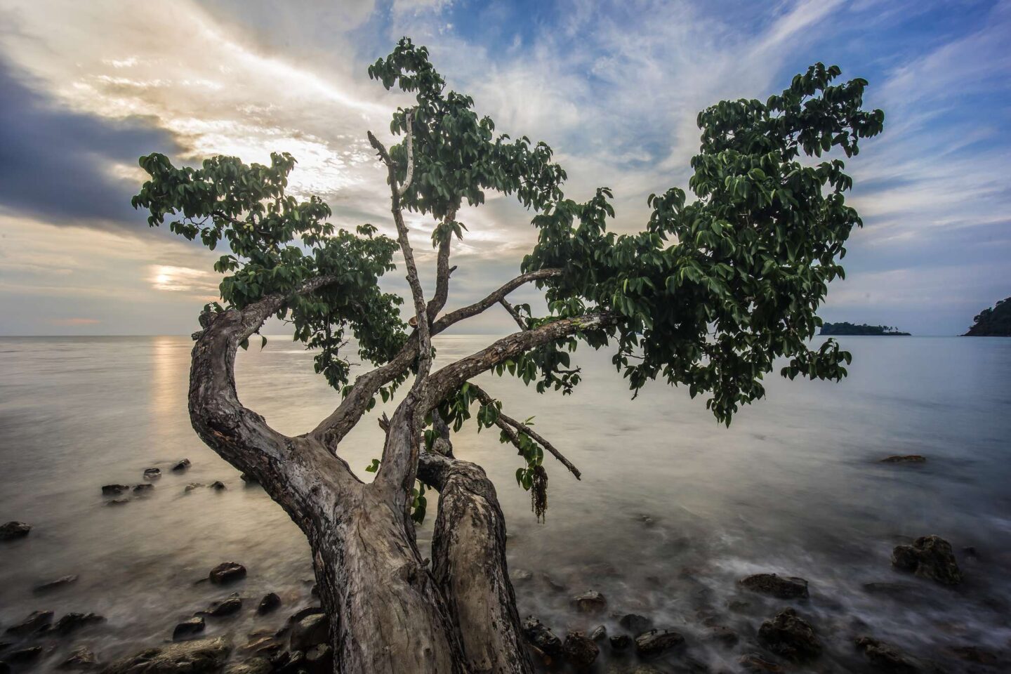 A single tree on the beach at sunset