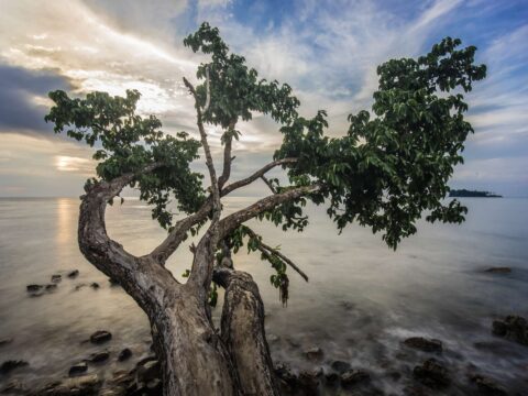 A single tree on the beach at sunset