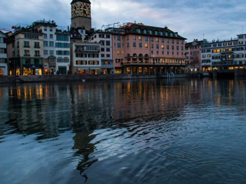 Swan in Zurich river