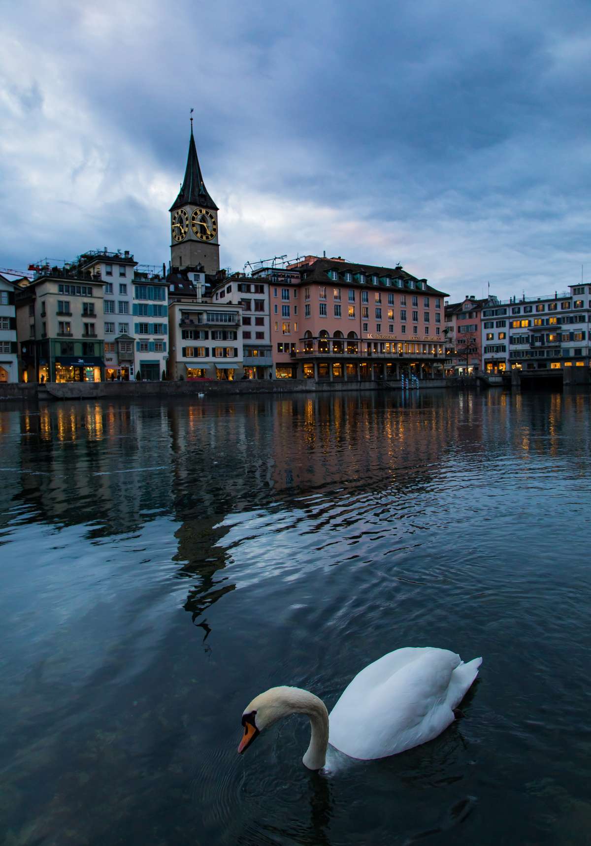 Swan in Zurich river