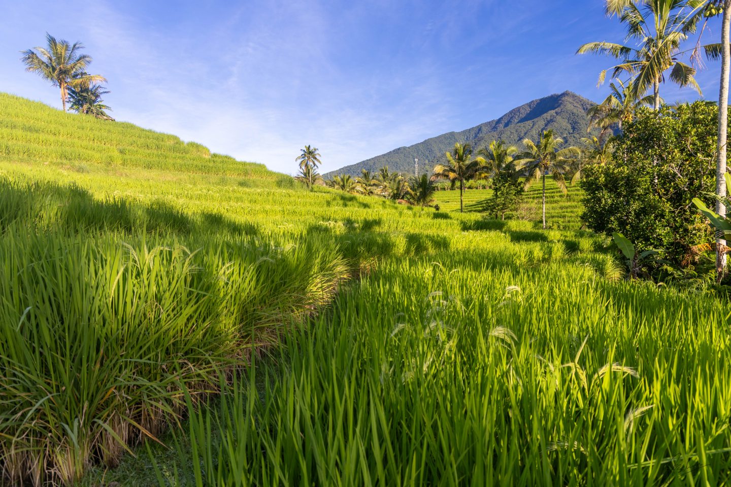 Green fields , sun rays, hill