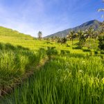 Green fields , sun rays, hill