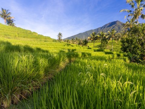 Green fields , sun rays, hill