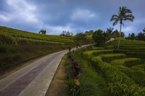 a walk along the rice fields